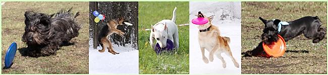 дог фризби фрисби dog frisbee