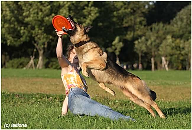 дог фризби фрисби dog frisbee