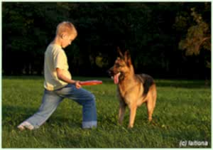 дог фризби фрисби dog frisbee