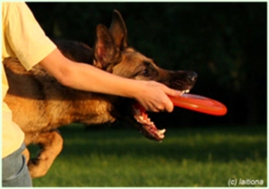 дог фризби фрисби dog frisbee