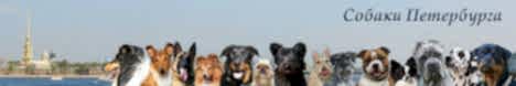 ФОРУМ - СОБАКИ Петербурга