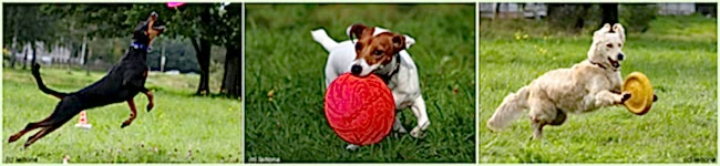 дог фризби фрисби dog frisbee