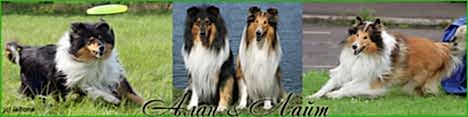 Колли Алан и Лайт - Collie Alan & Light